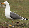 juvenile LBBG in October, ringed in Norway. (131273 bytes)